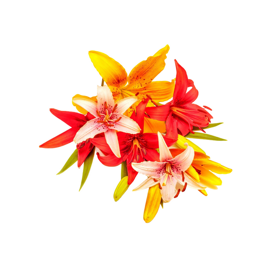 Bouquet lilies flowers