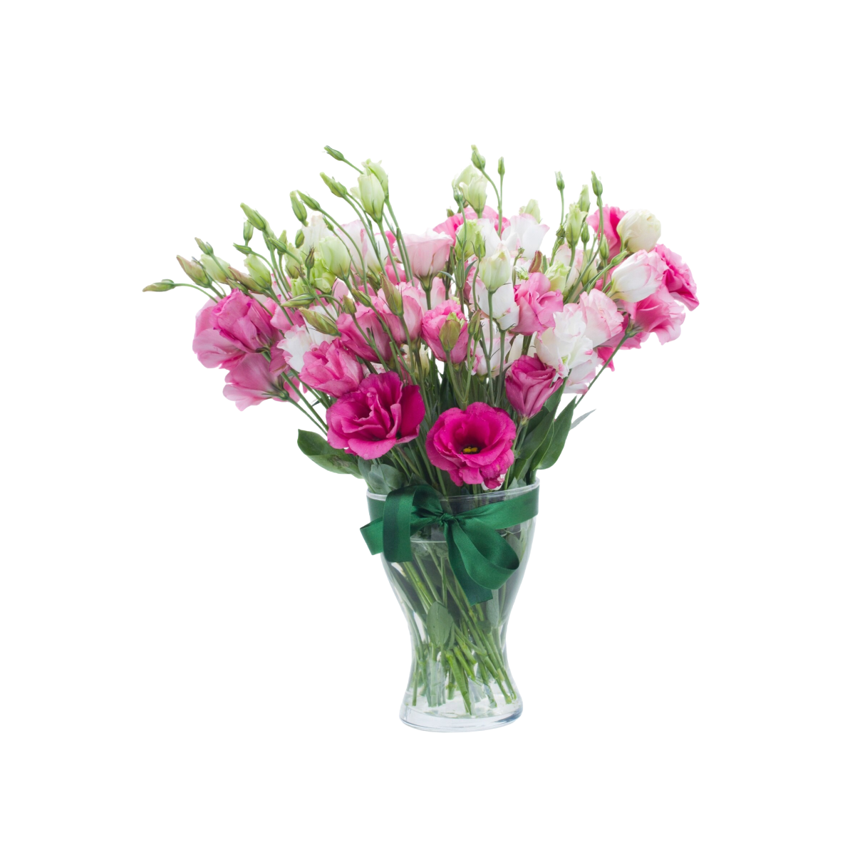 Primula spring flowers