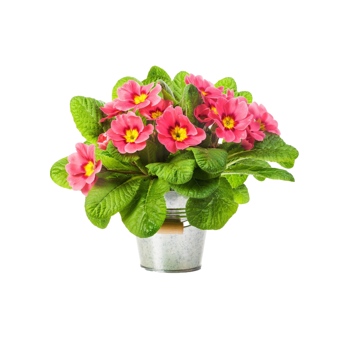 Bouquet lilies flowers