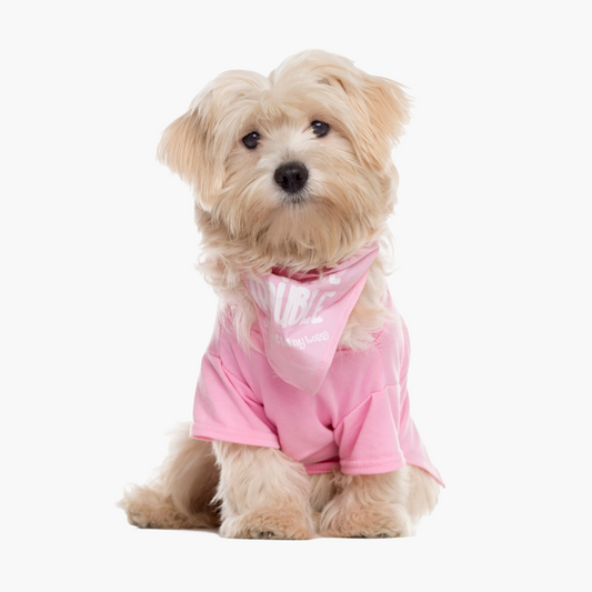 Maltese puppy dressed