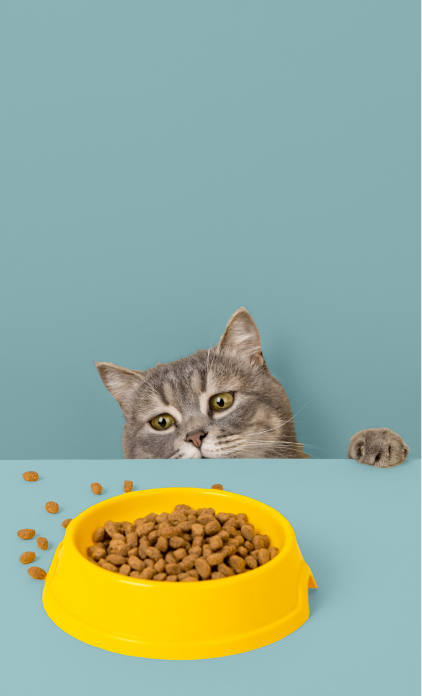 Dogs Food